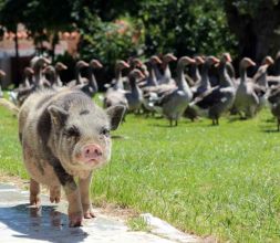 Paseo matinal de los gansos y Mortadelo por las tierras de La Huevería